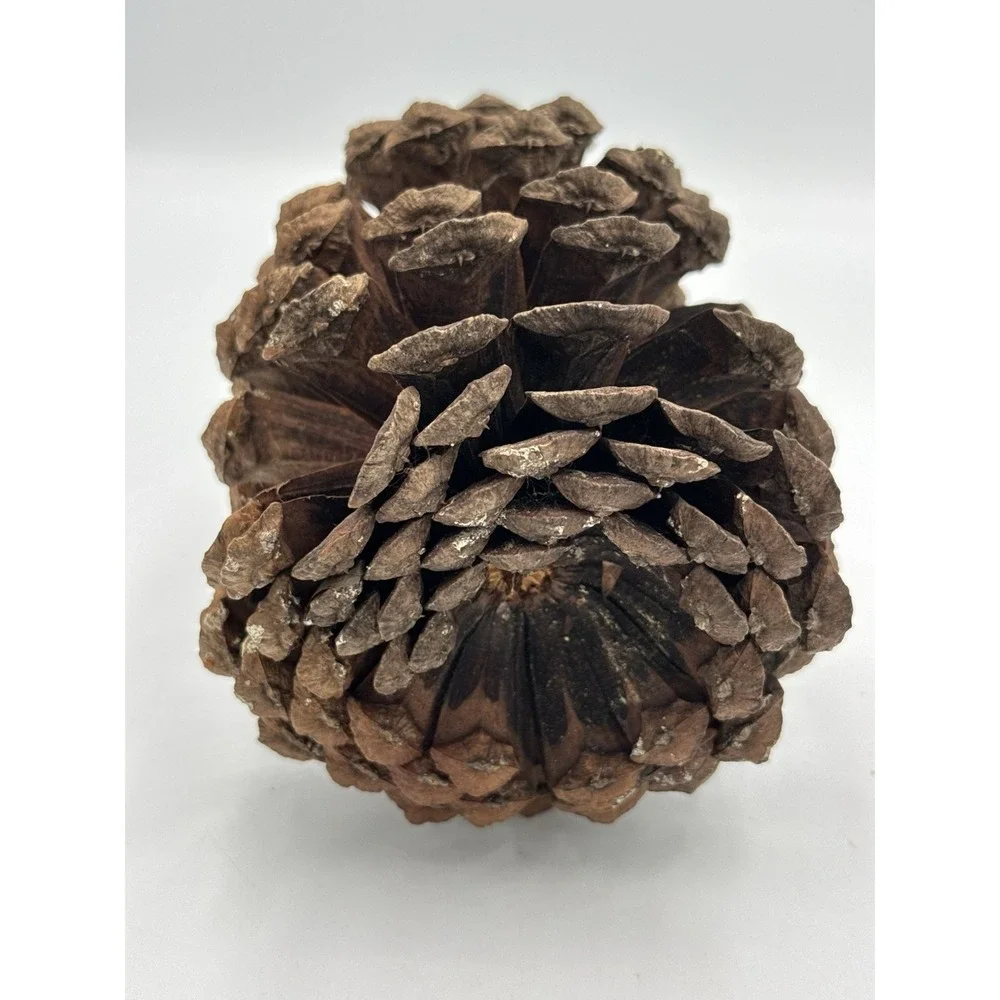 Large 7 Inch Natural Pine Cone Rustic Home Decor Holiday Crafts Art